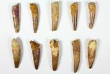 Lot: , Bargain Spinosaurus Teeth - Pieces #126260-1